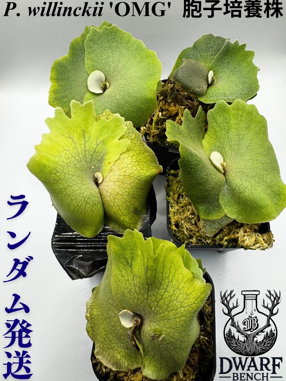 在庫僅少】 ◇◇◇ 'OMG'spore（小株3） dwarf P.Willinckii